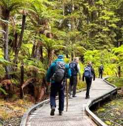 guests explore North Island forests SN10MAr26