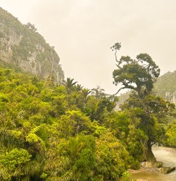 guests explore Paparoa National Park MP22DEC25
