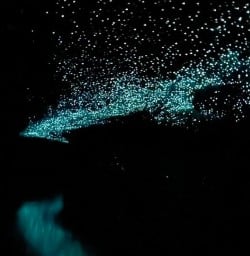 guests explore Waitomo Caves GN09MAR26
