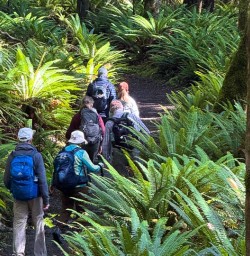 guests explore forests South Island RP02FEb26