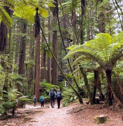 guests explore lush forests SN10MAr27