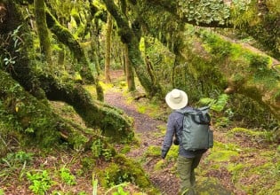 Lush forests in Egmont National Park.