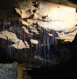 guests exploring waitomo glowworm caves GN09FEB26