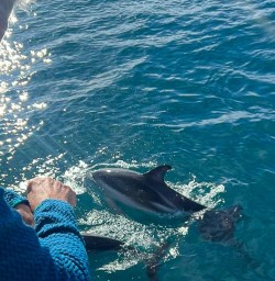 guests getting up close with dolphins in kaikoura RM17NOV25