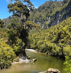 guests hike Pororari River Track RM03NOV25