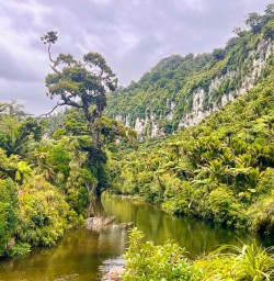 guests hike Pororari River Trail MP02MAR6
