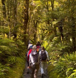 guests hiking Milford Track GW27DEC25