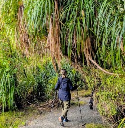 guests hiking Paparoa National Park MP03NOV25