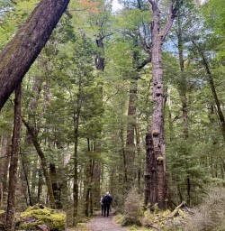 guests hiking Routeburn Track GW09NOV25
