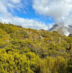 guests hiking in fiordland np MP09FEb26