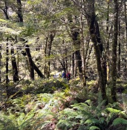 guests hiking lush forest Routeburn Track GW29OCT25