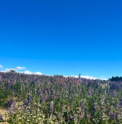 guests in mackenzie country lupines MP22DEC25