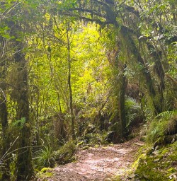 guests in paparoa national park MP09FEB26