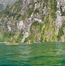 guests kayak Milford Sound PS23MAR26