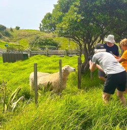 guests meet sheep North Island GN09FEB26