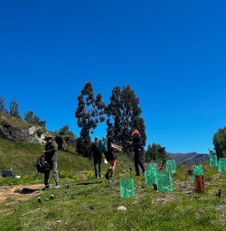 guests plant tree in Arrowtown RM03NOV25