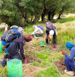 guests planting trees in Arrowtown RM12JAN26