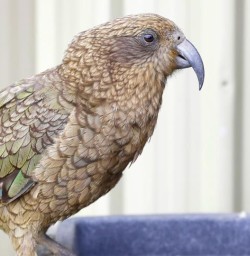 guests spot Kea in Fiordland National park GW27JAN26