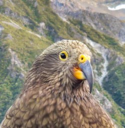 guests spot Kea in Milford Sound PS16MAR26