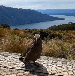 guests spot kea kepler track GW18NOV25