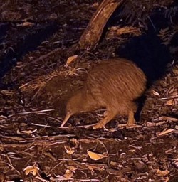 guests spot kiwi in Stewart Island GW27JAN26