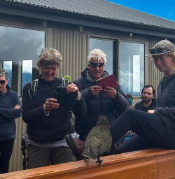 guests spotting a cheeky kea kepler Track mt luxmore hut GW27DEC25