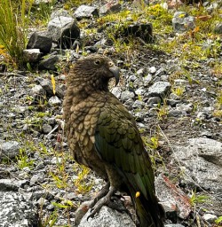 guests spotting kea on milford track GE09MAR26