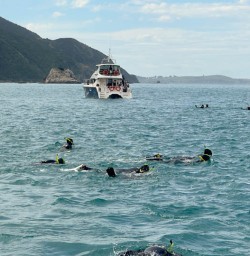 guests swim with dolphins KC23FEB26