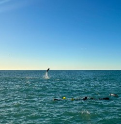 guests swim with dolphins MP16FEb26