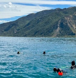 guests swiming with dolphins in Kaikoura KC03NOV25