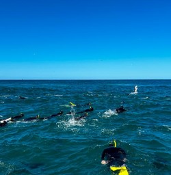 guests swimming with dolphins GE09MAR26