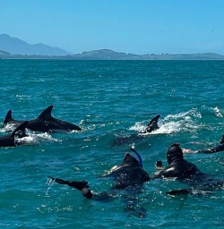 guests swimming with dolphins KC02FEB26