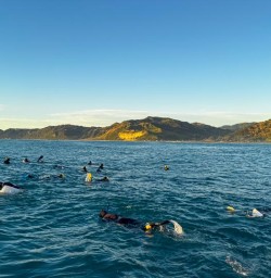 guests swimming with dolphins MP02FEb26