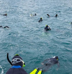 guests swimming with dolphins MP24NOV25