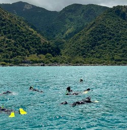 guests swimming with dolphins in Kaikoura GE08DEC25