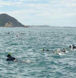 guests swimming with dolphins in Kaikoura KC23FEB26