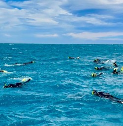 guests swimming with dolphins in Kaikoura KC24NOV25