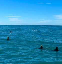 guests swimming with dolphins in Kaikoura MP10NOV25