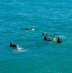 guests swimming with dolphins in kaikoura MP01DEC25