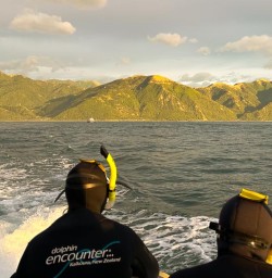 guests swimming with dolphins in kaikoura MP09FEB26