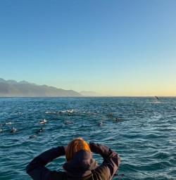 guests swimming with dolphins in kaikoura RM26JAn26