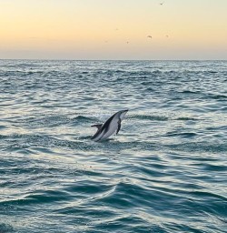 guests up close with dolphins in Kaikoura RM09MAR26