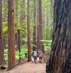 guests walking through forests SN17FEB26