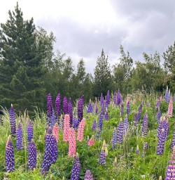 guide Dan in Lupines Mackenzie Country MP01DEC25