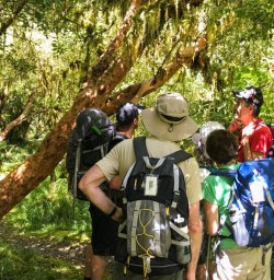 Hollyford Track Rainforest, Fiordland National Park Southland New Zealand