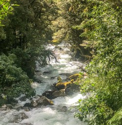 Hollyford Track river, Fiordland National Park Southland New Zealand