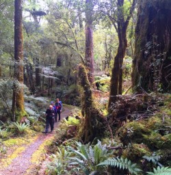 hollyford track forest
