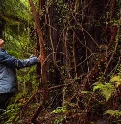 hollyford valley rimu2