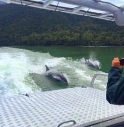 Dolphins in Lake McKerrow