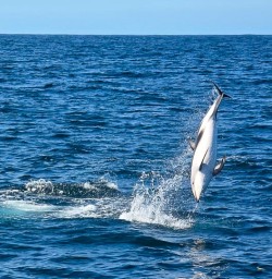 jumping dolphins in Kaikoura GE16MAR26